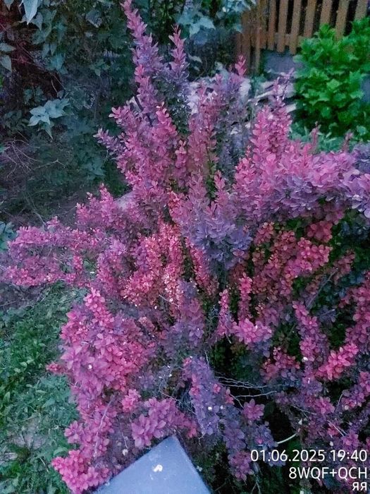 Гейхеры, Хосты, Самшит, Барбарис, Туи и др.