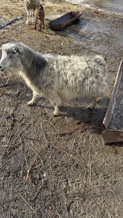 Продам барана и козу