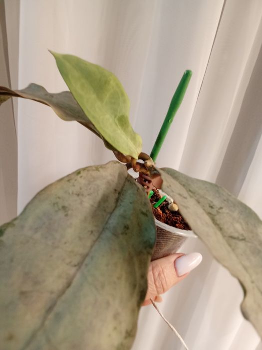 Хойя Митрата Сильвер