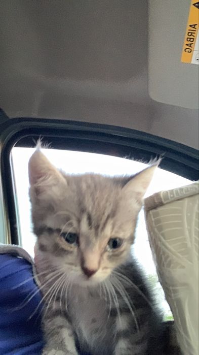 Отдам котёнка (кот)