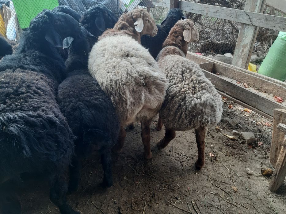 Бараны кучкары продаются куй кучкорлар сотилади