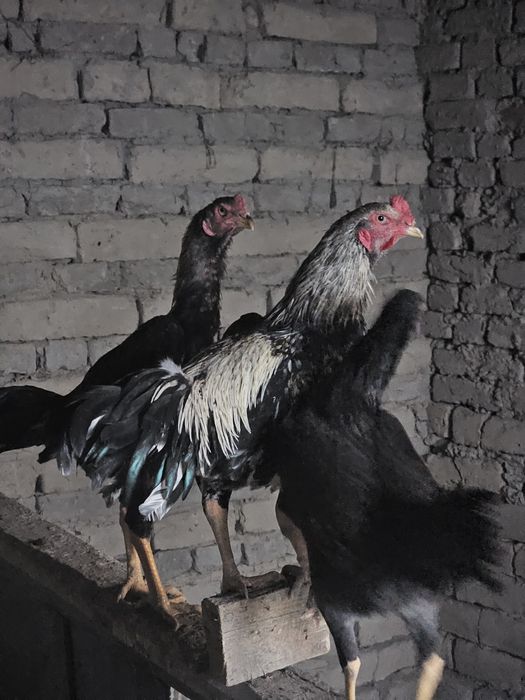 Kulangi xo'roz sotiladi