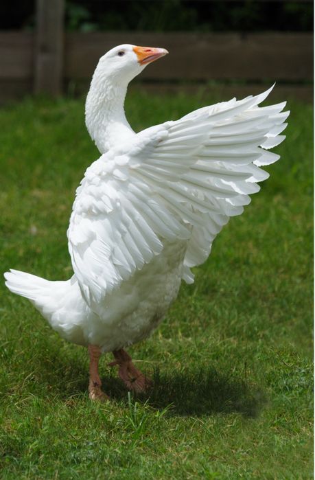 Продаю гусей 2 вида серые и белые