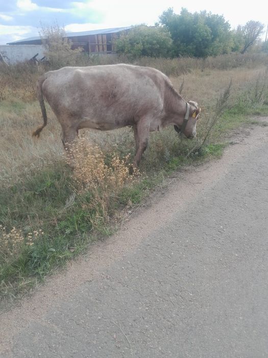 Продам карову с телëнком