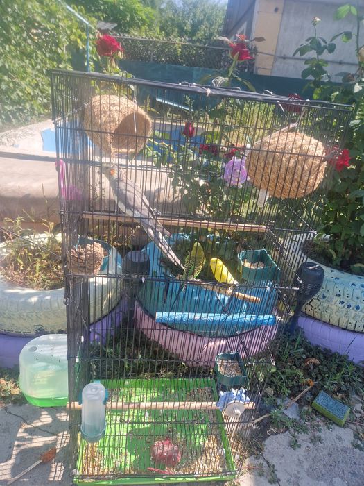 Клетка с попугаями