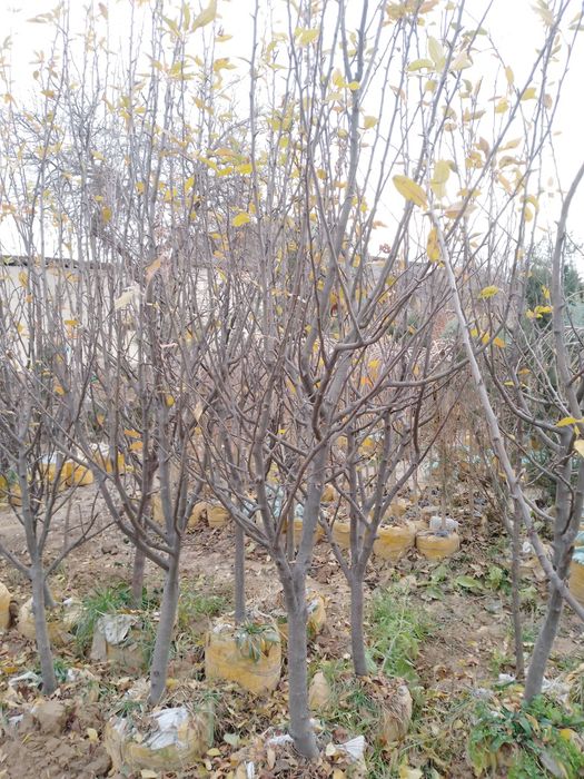 Sutuvda mevali kòchatlar bor