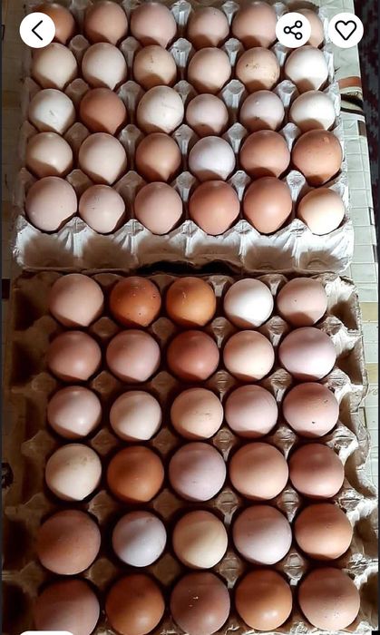 Яйца кур 100тг, Жумыртка