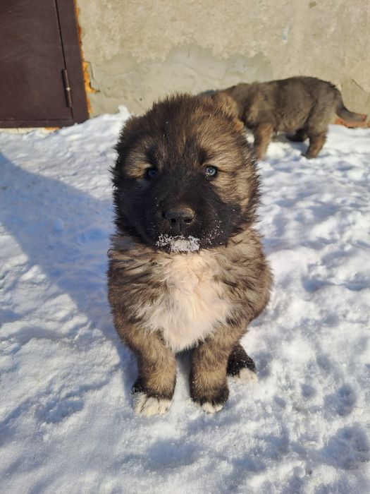 Продам щенков кавказкой овчарки