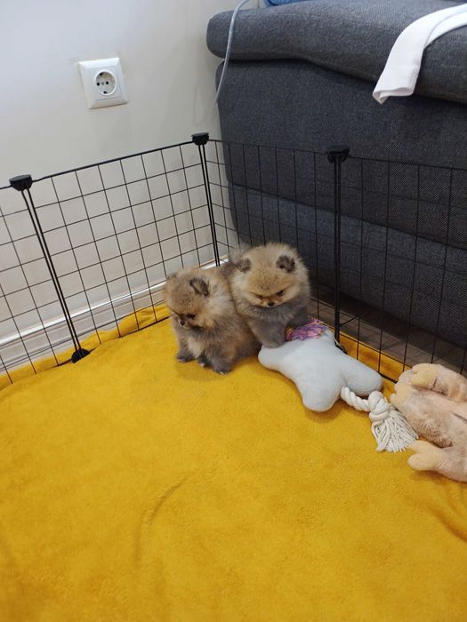 Мини померан 2 месеца