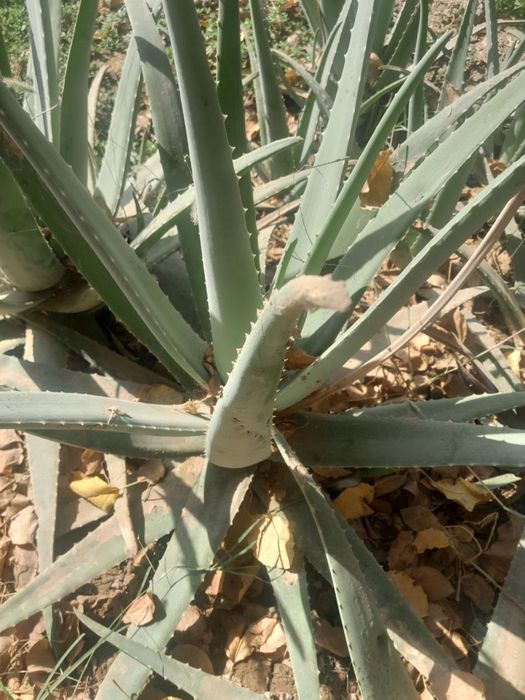 Aloy gullar sotiladi