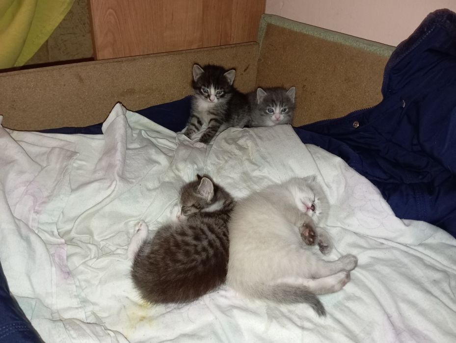 Отдам котят в добрые руки