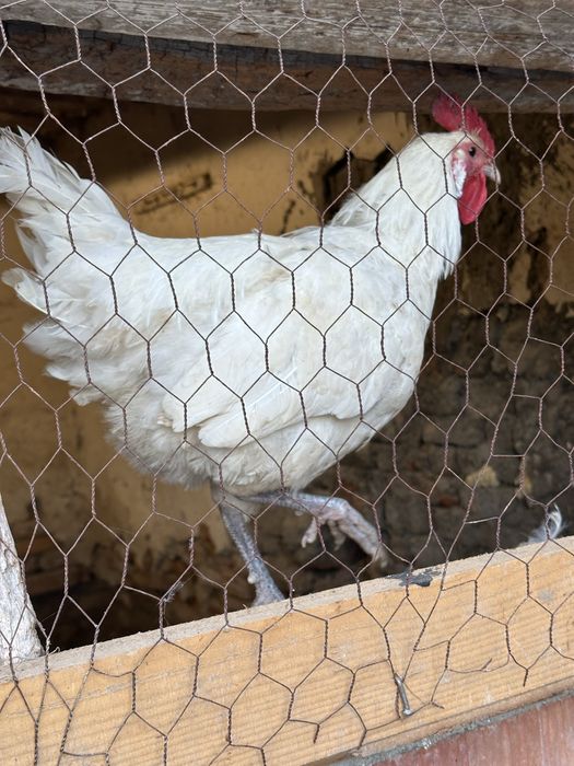 Cocos La Bresse