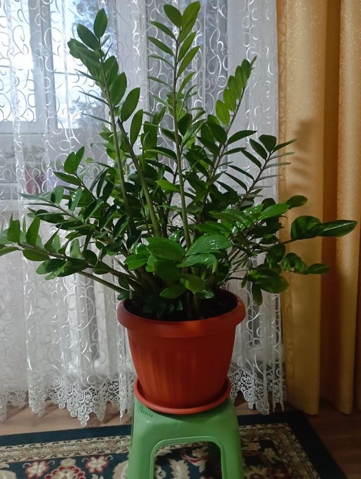 Продает большой Замиокулькас