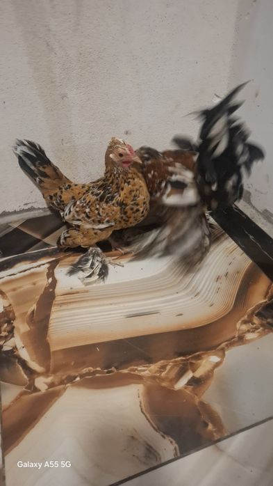 Vând găini mi de flori