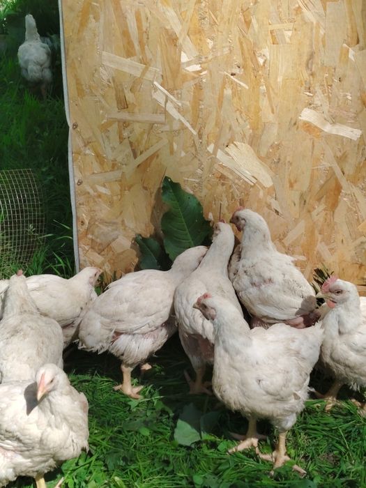 Продаём куры 90штук