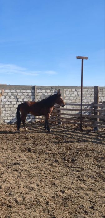 Продается Айгир русский тяж.