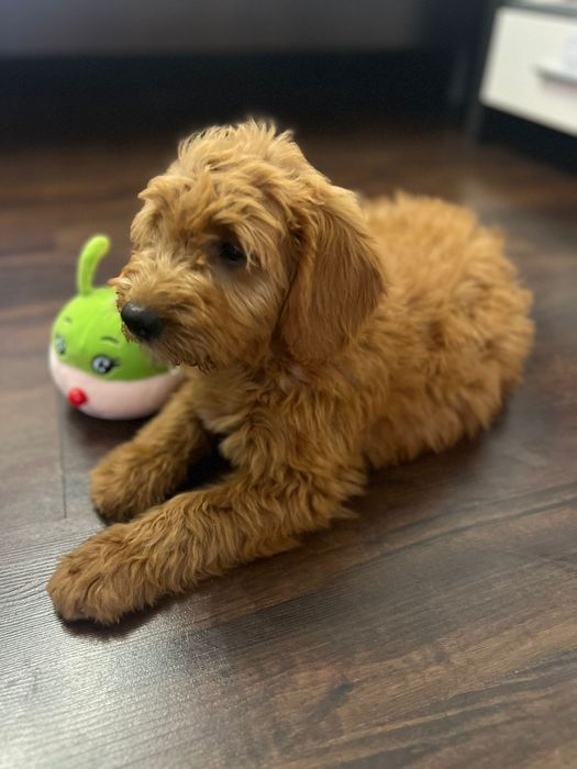 Goldendoodle băiețel