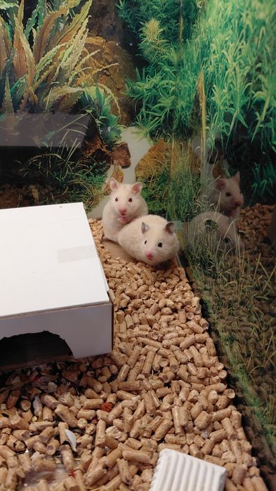 Хомяки из Зоомагазина