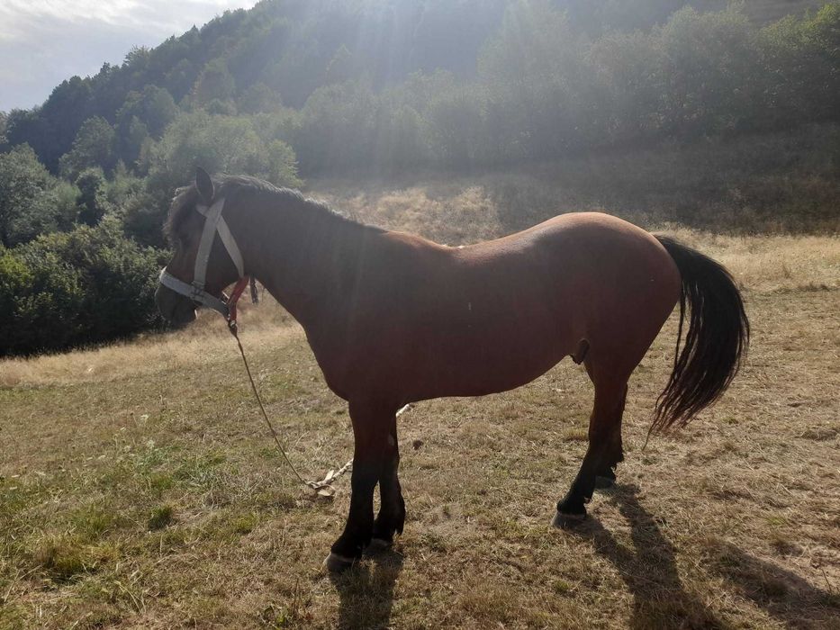 Cal de vânzare. Parva (bradatel)