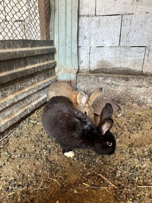 Продам Кроликов Срочно