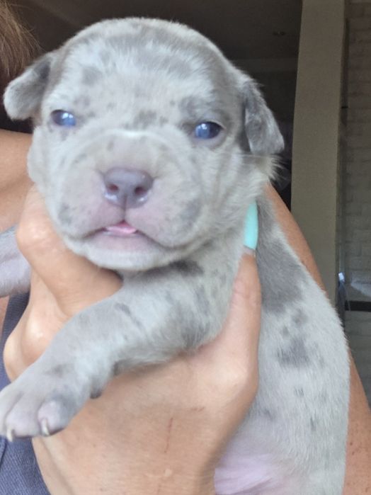 Продам щенков американский булли