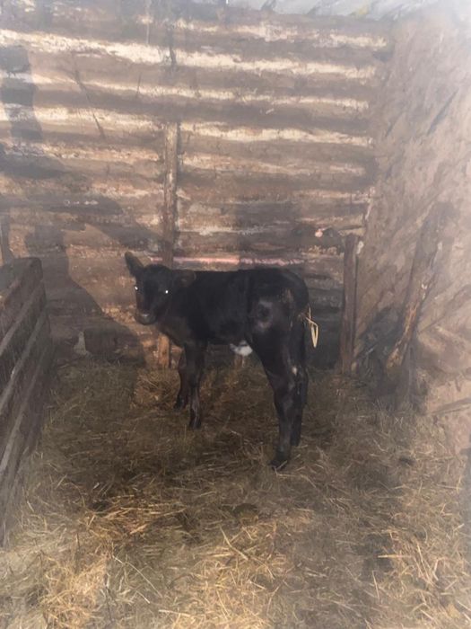 Продам телочку 1 месяц