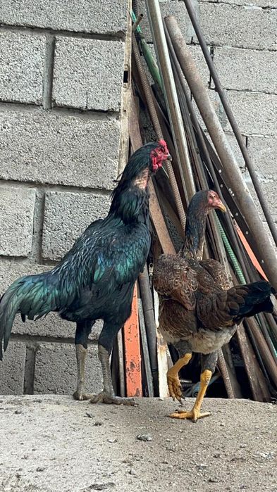 Дакан парочка в Мерке