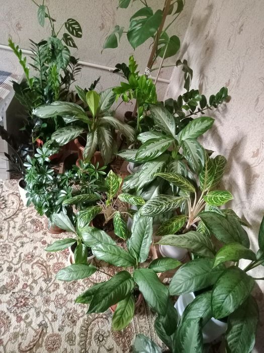 Продаю комнатные растения