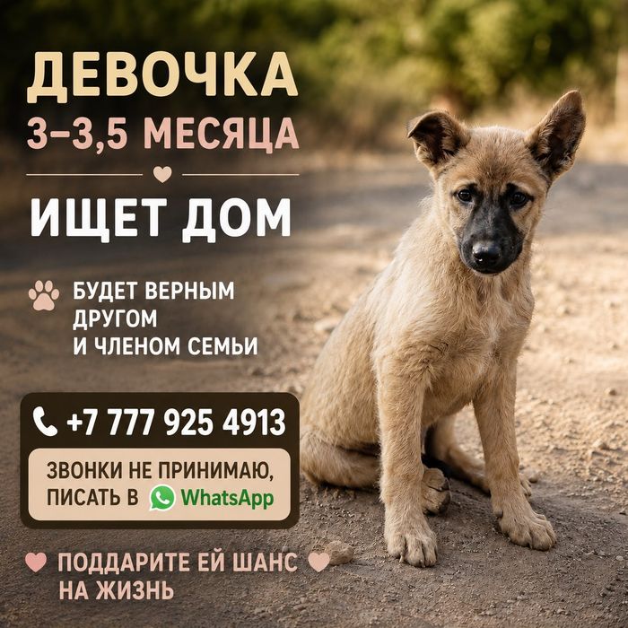 Щенята в добрые руки