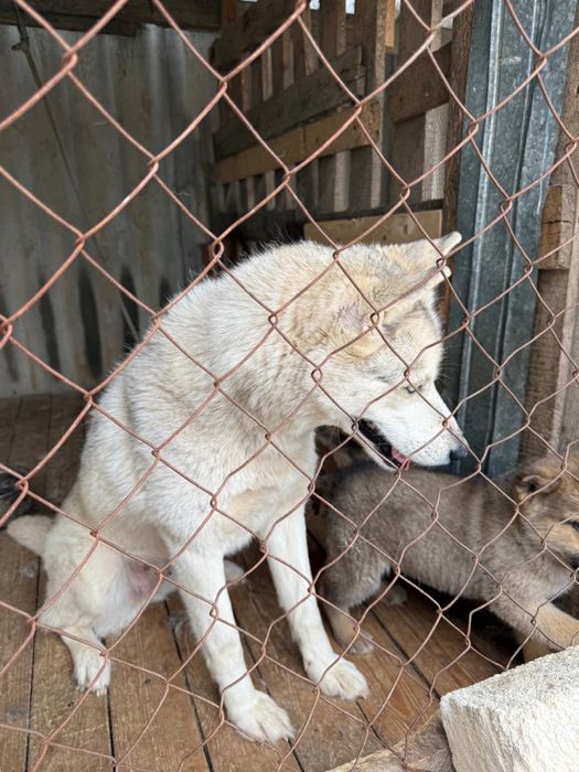 Отдам в хорошие руки