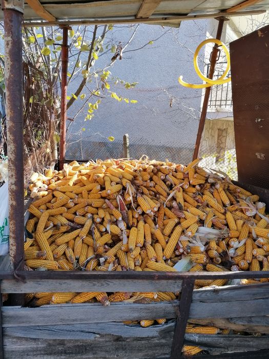 Царевица на кочан