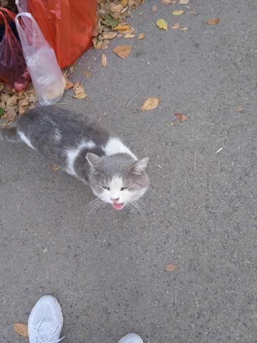 Отдам в добрые руки