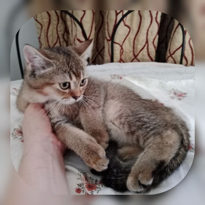 Мальчик золотой Шиншила