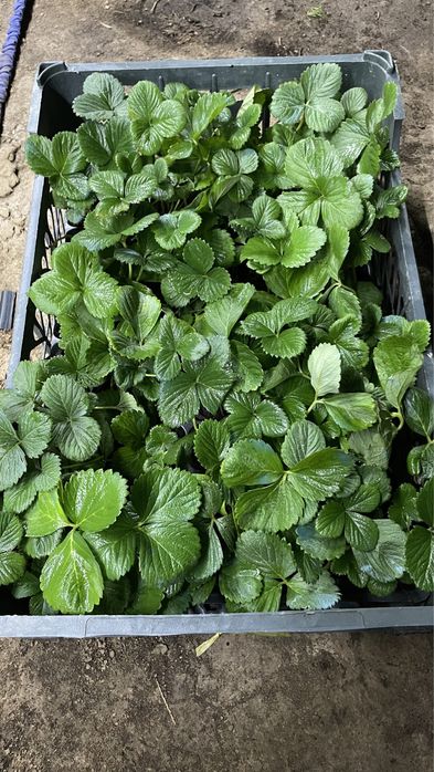 Клубника Мурано рассада