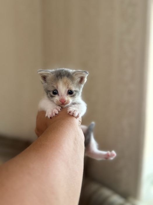 Вислоухие котята