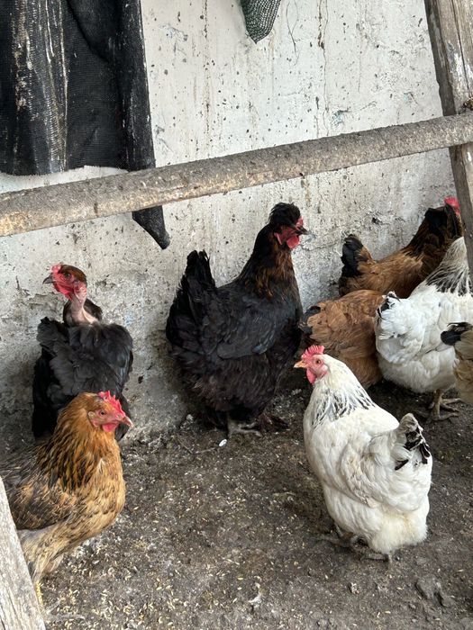 Куры Адлер,кучин,голашейка и.д