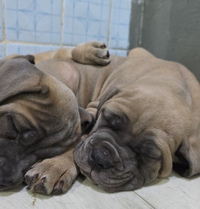 Продаются щенки кане корсо