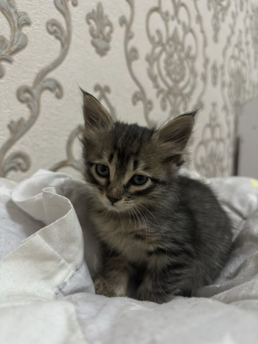 Birodar birinchi marta opa bilan anal jinsiy aloqa uchun pul toladi