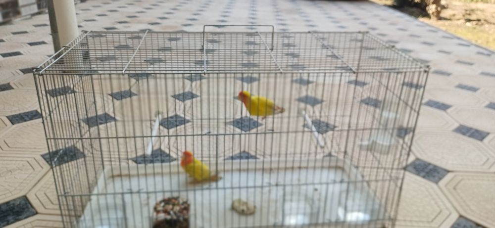 Misol to'ti  nerazlushka