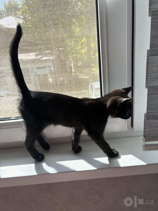 котенок-девочка.