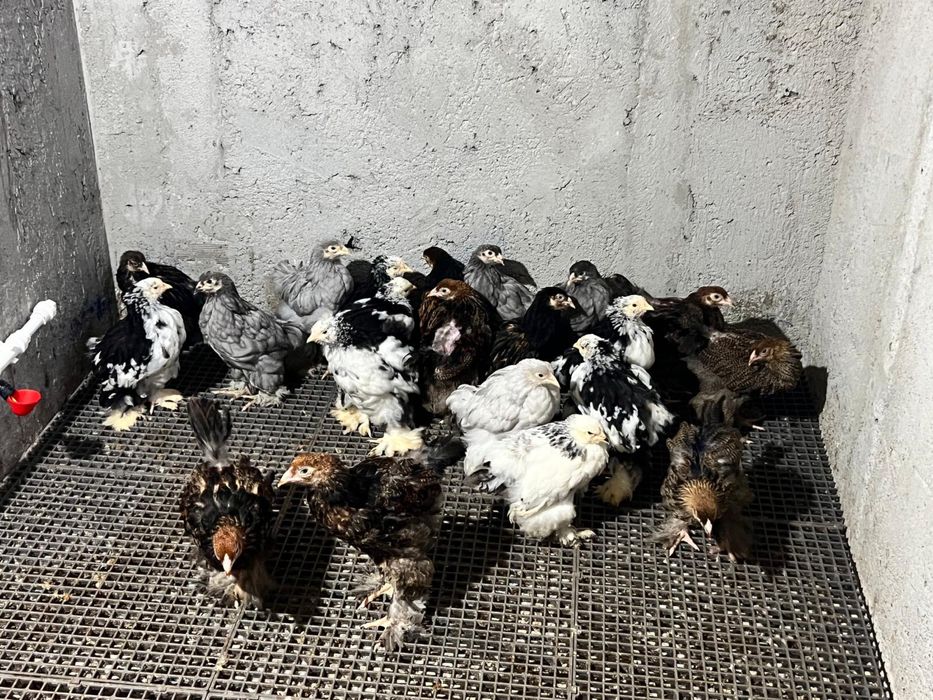 Pui Brahma Potarnichiu Albastru Cochinchina Urias Bobat