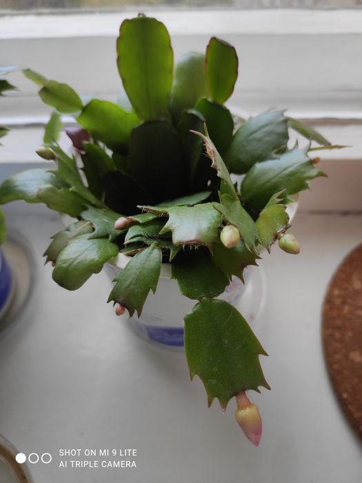 Продам микс "декабристов", 6 разных