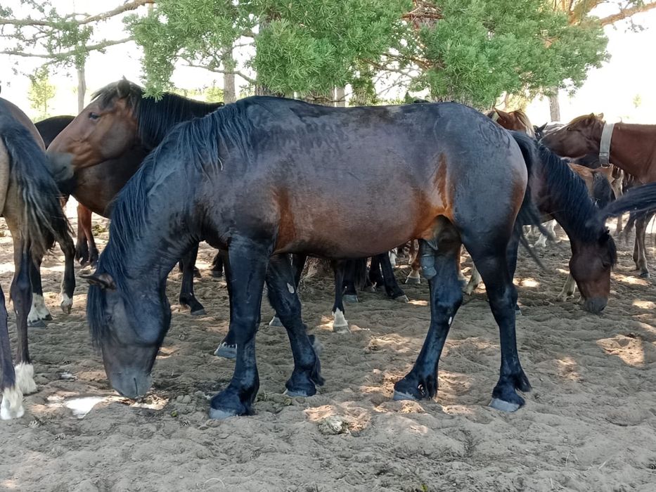 Продам жеребца 9 лет. Хорошо держит косяк 30-35 кобыл. Приплод крупный
