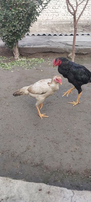 Dakan makiyon sotiladi zoti toza tuhumga kirmagam hali