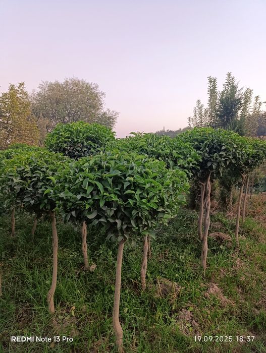 Декоративные дарахтлар