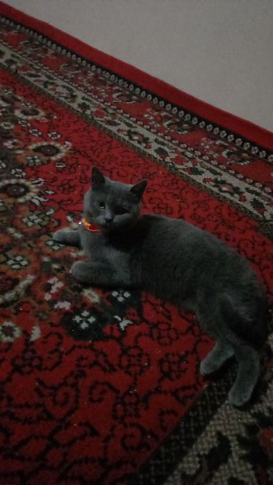 Британ Мушук Сотилади 9 ойлик