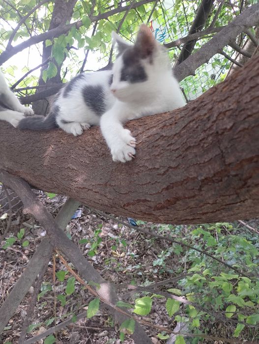 Подарявам малки котета