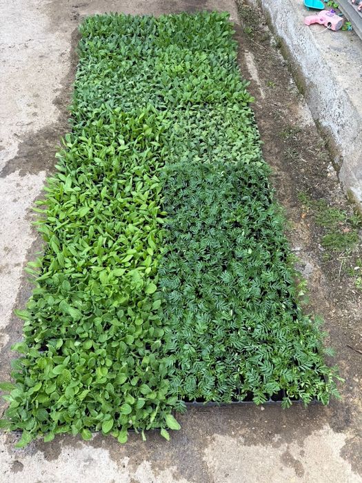 Рассада петуния и бархатцы