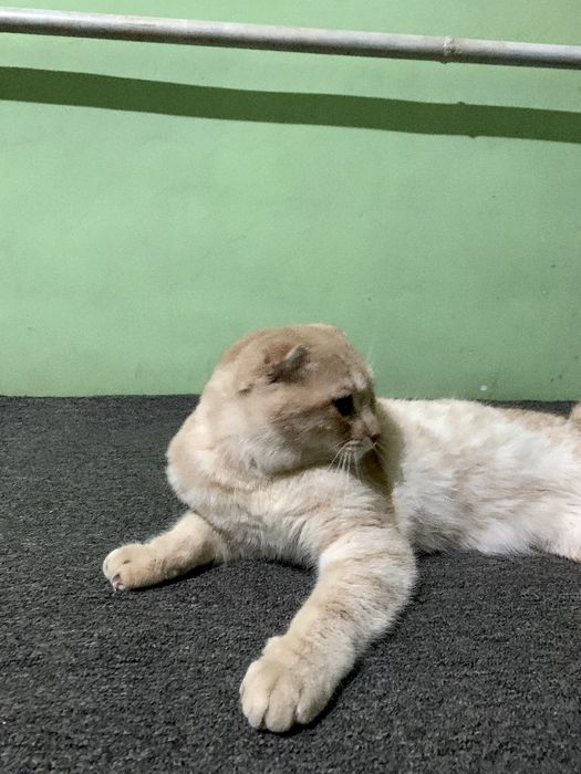 Fold mushuk narx kelishiladi