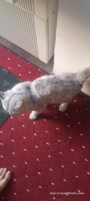 Birtansi mushuk 1.5 yil 100$ beramiz o'g'il bola